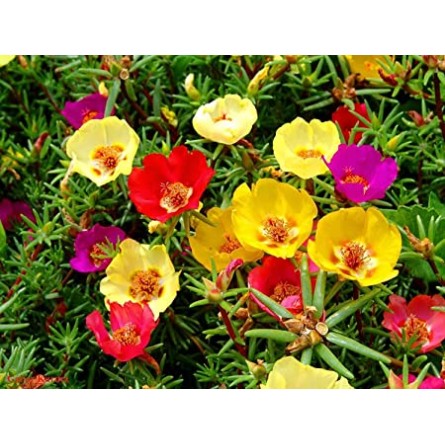 Portulaca Mixed Flower Seeds(40-50 Seeds/Pack)